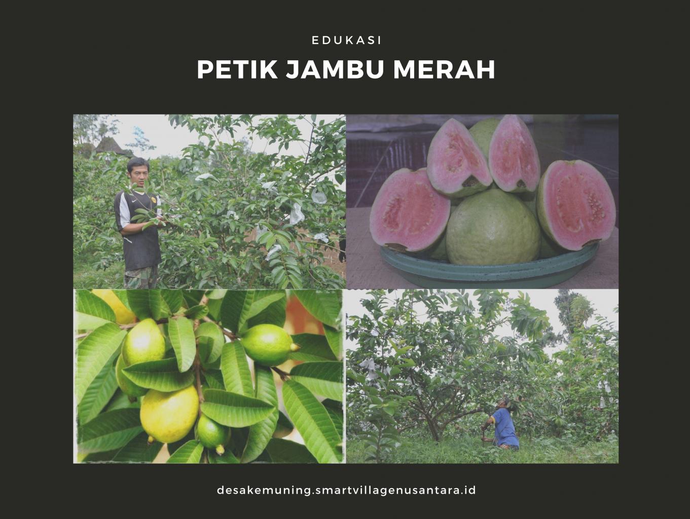 Petik Jambu Merah