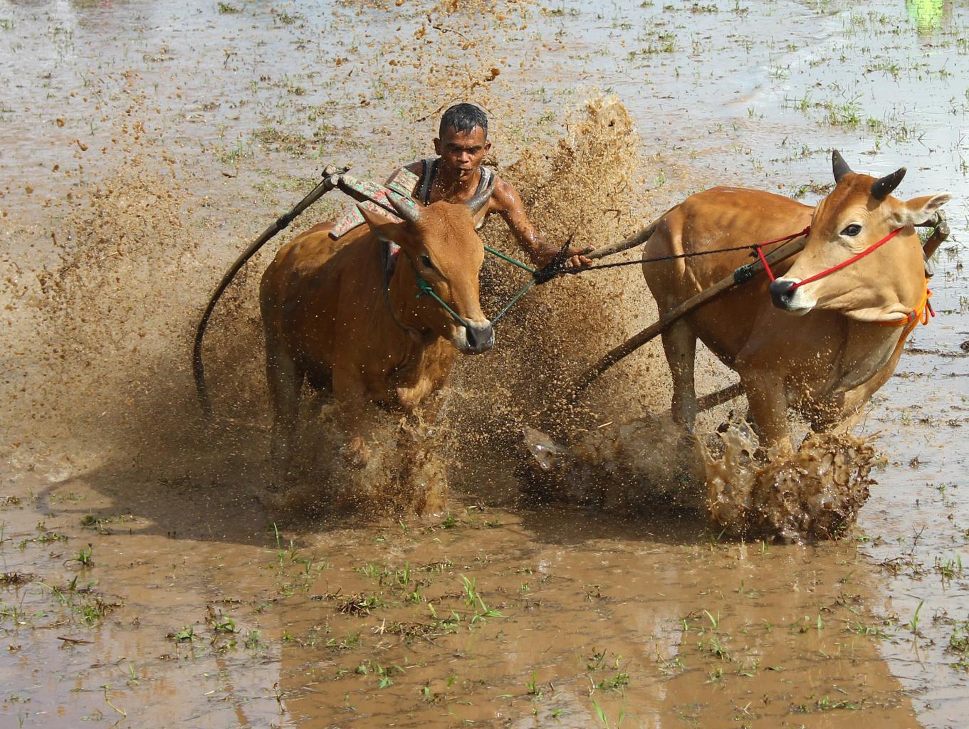 Pacu Jawi