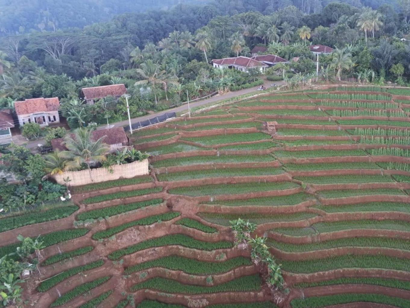 Wisata Agro Sawah Panjang  Sindang Agung