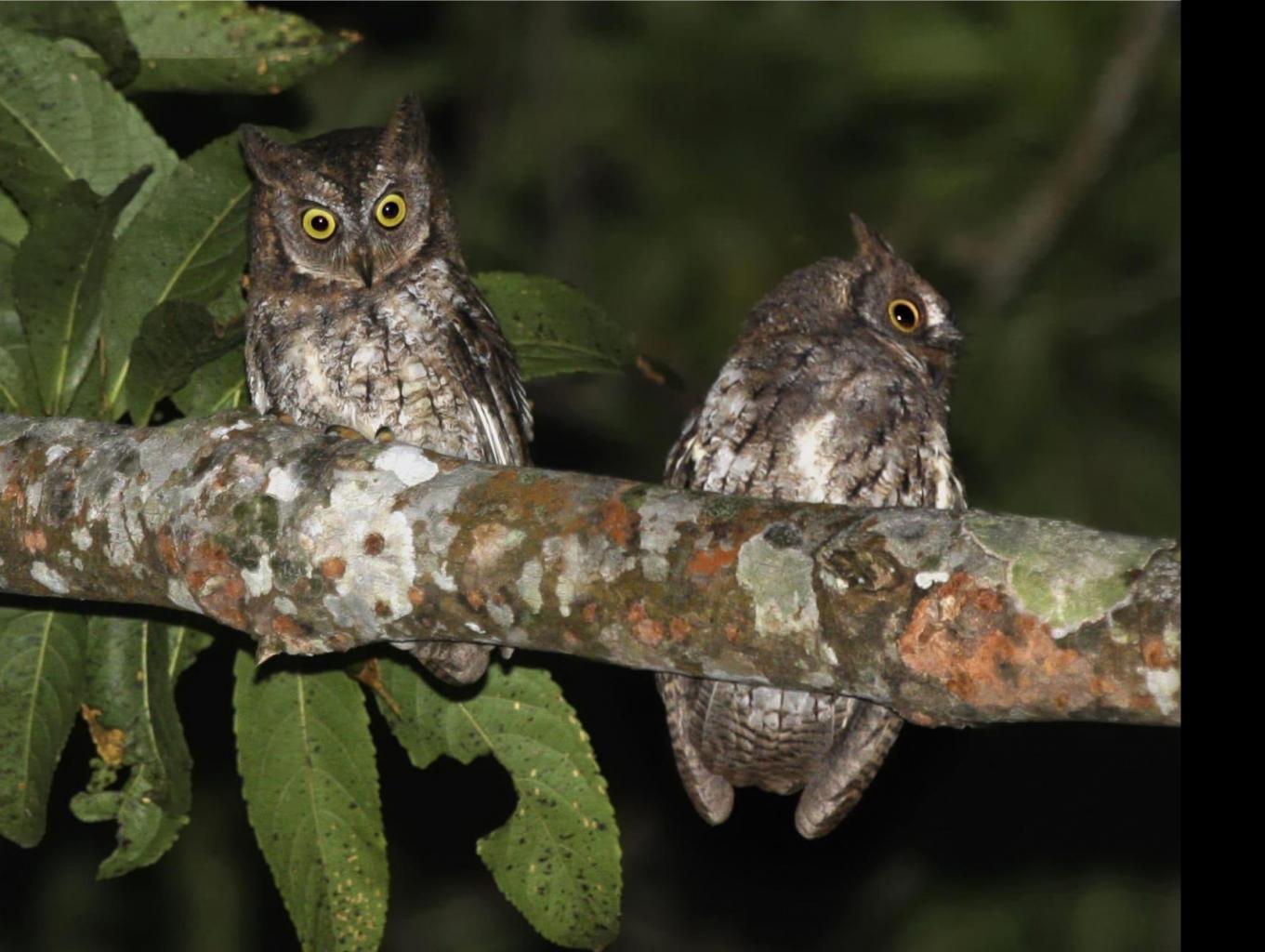 Bird Watching Tour