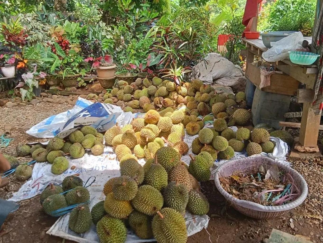 Durian