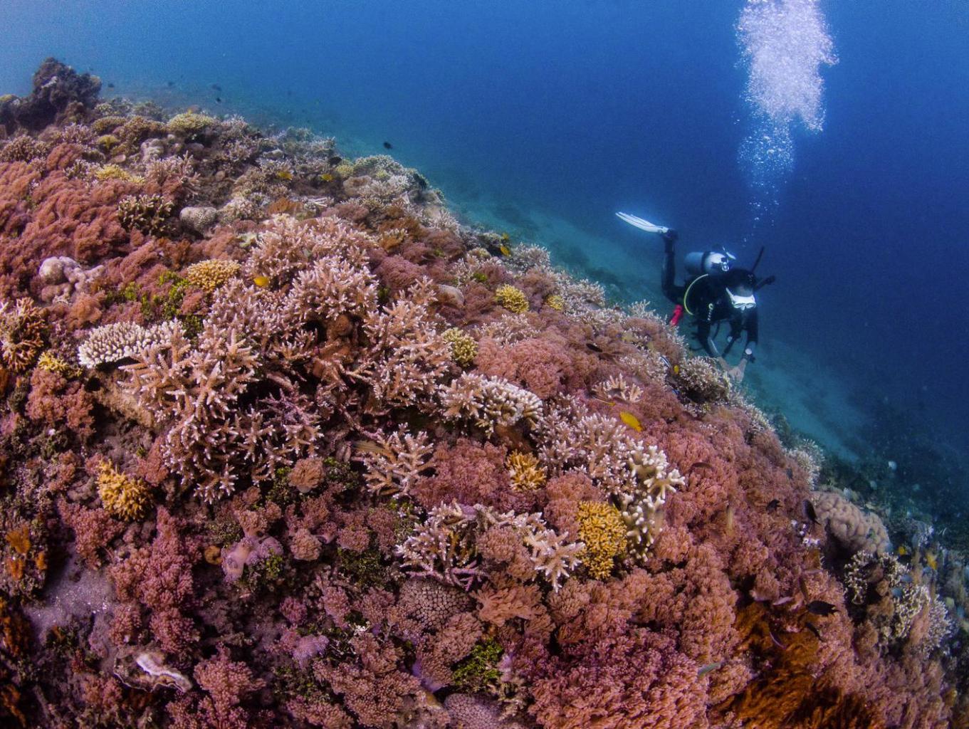 Wisata Bahari Menyelam (diving) Desa Labuhan Lombok