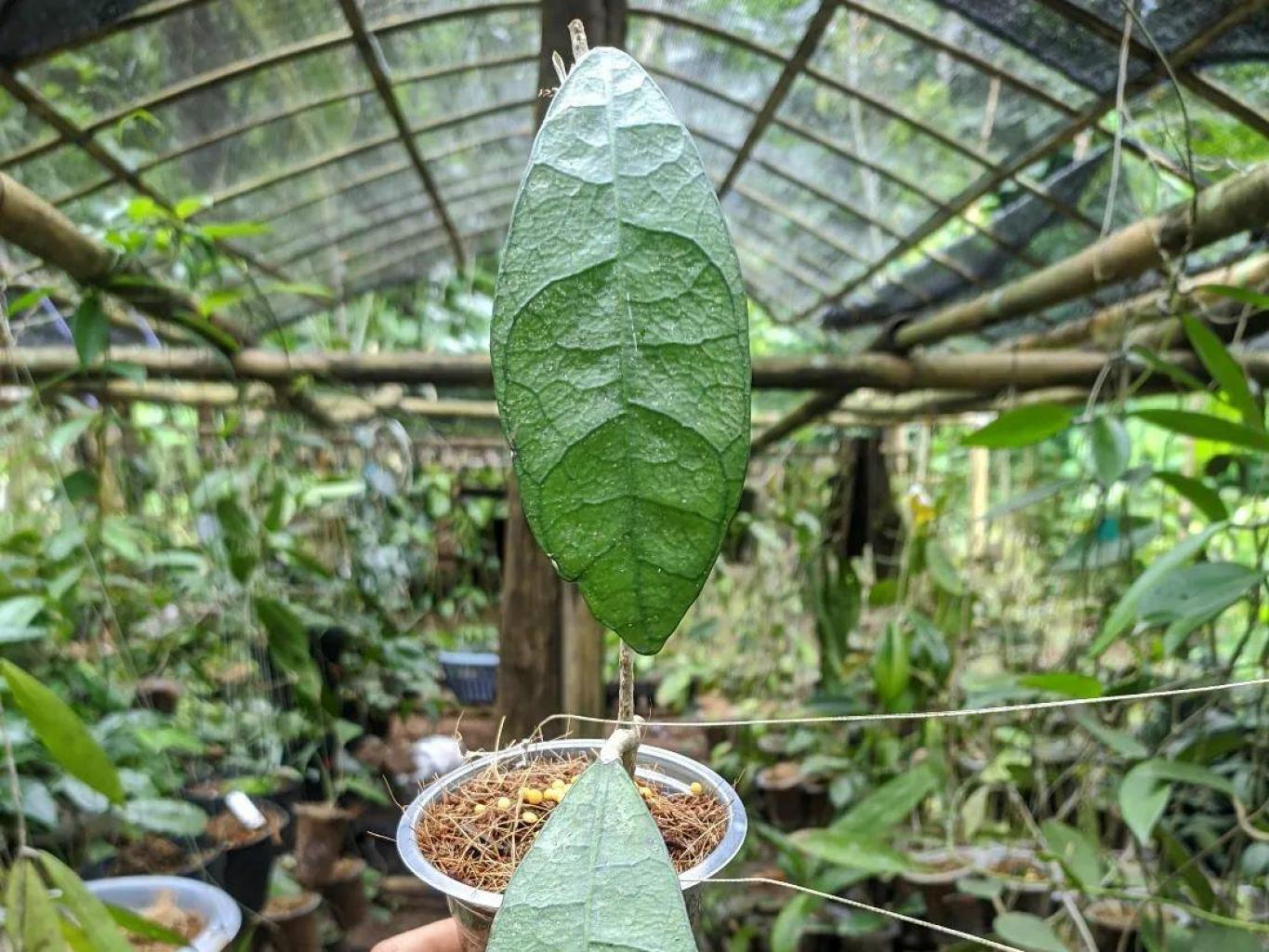 Yasim Orchid (edukasi Hoya Plant)