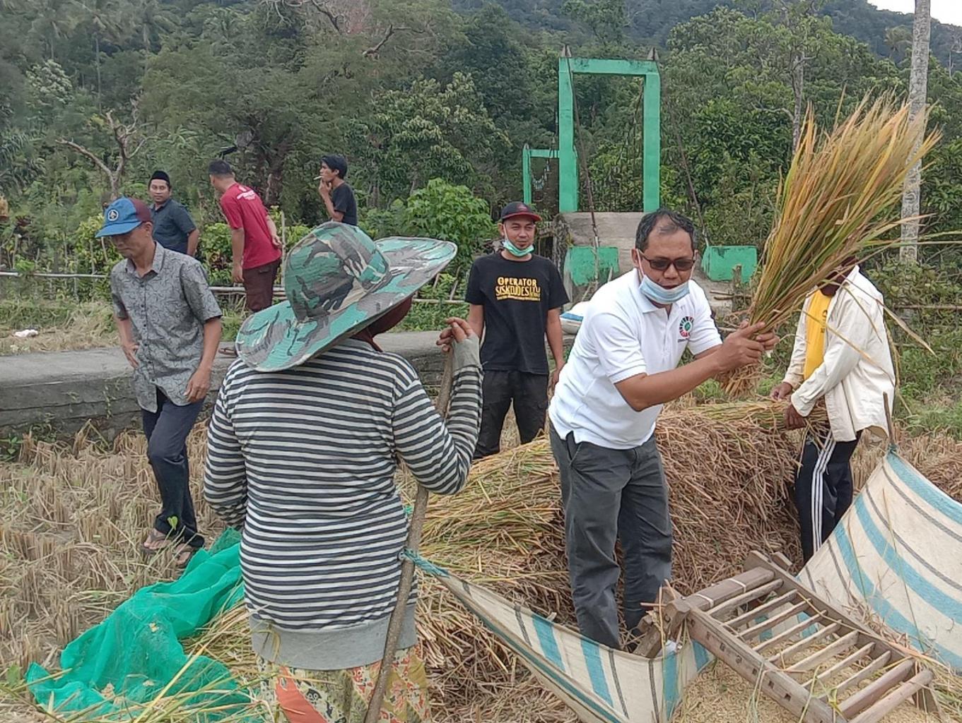 Panen Padi Secara Tradisional