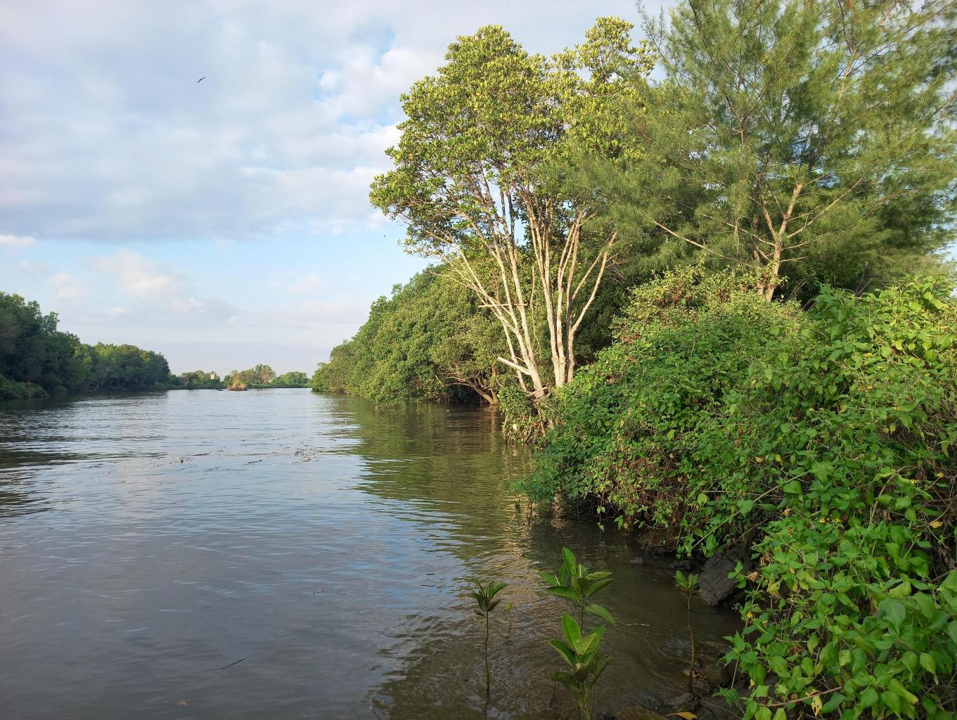 Mangrove Planting