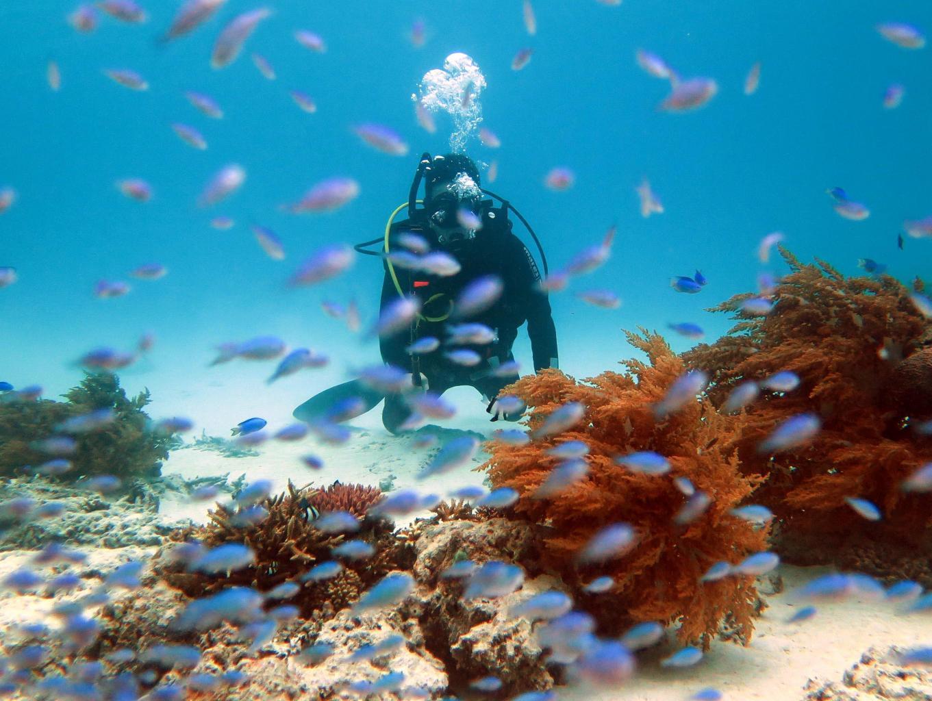 Spot Diving Dan Snorkling
