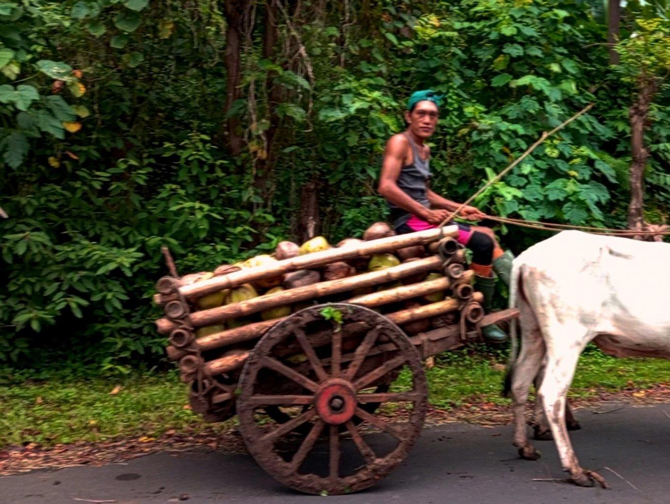 Roda Sapi