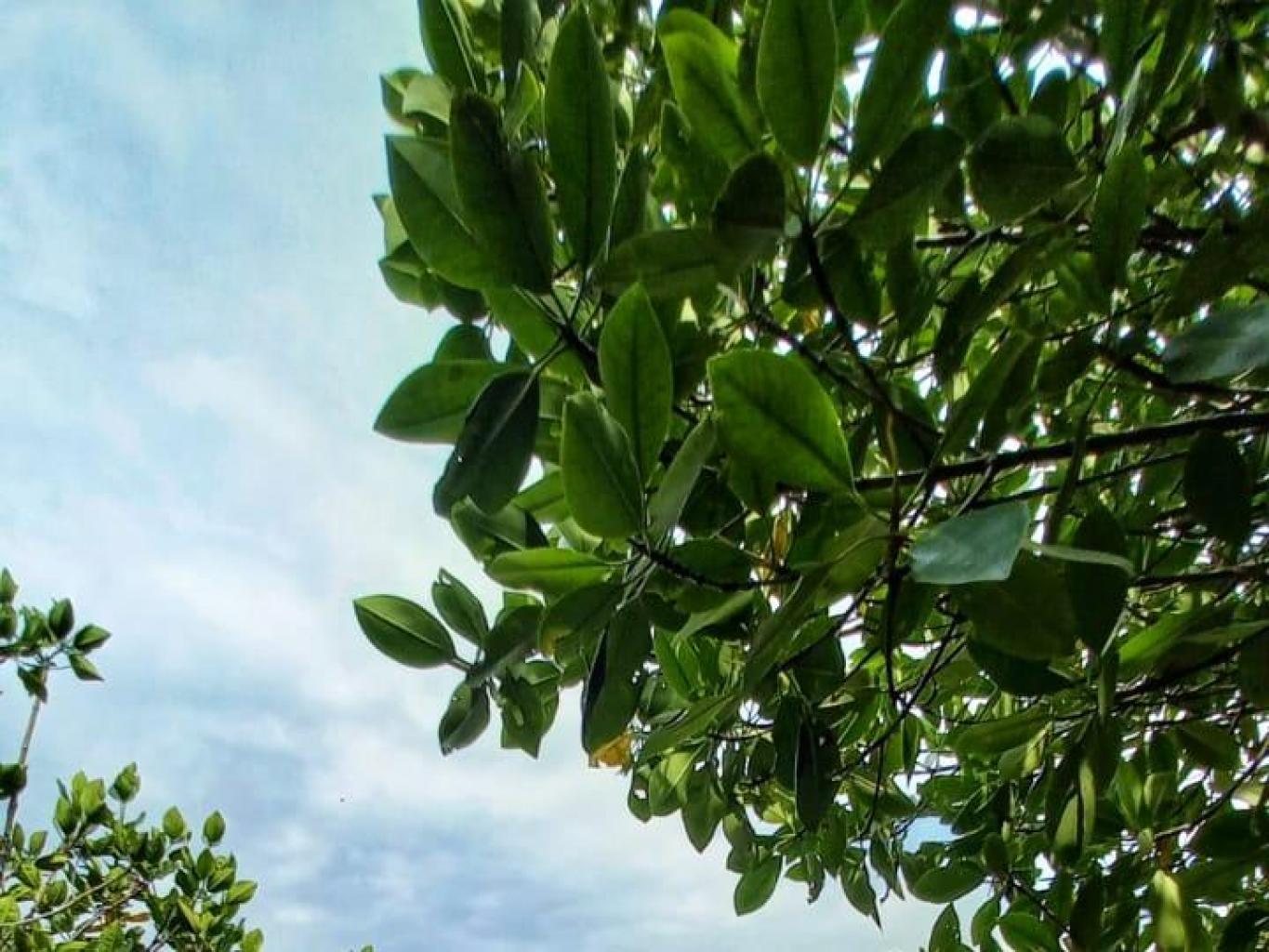 Mangrove Trekking
