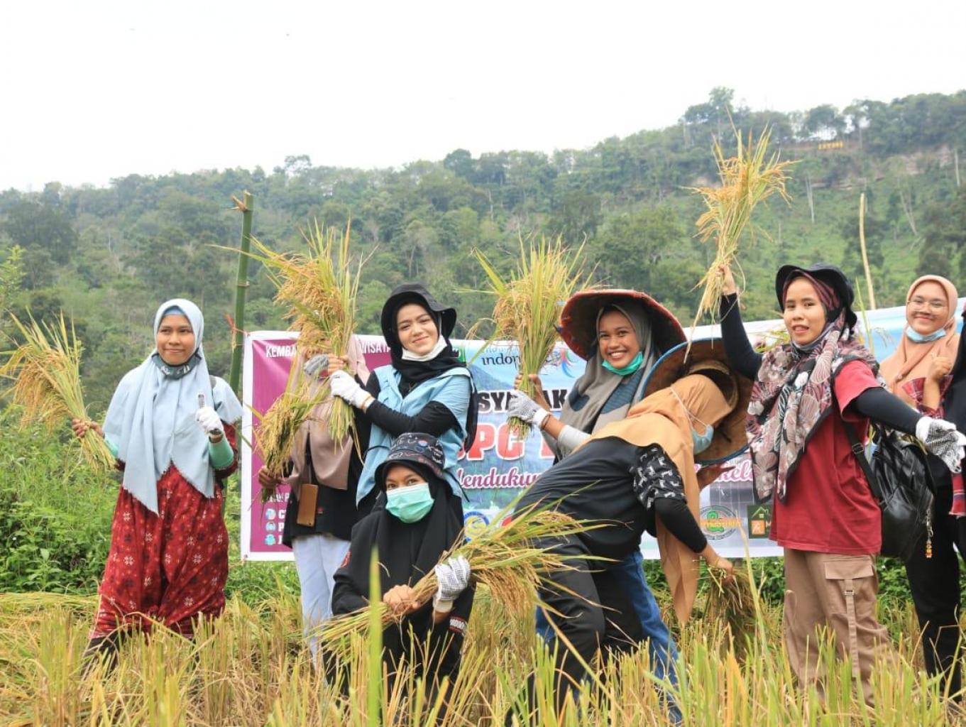 Wisata Memanen Padi