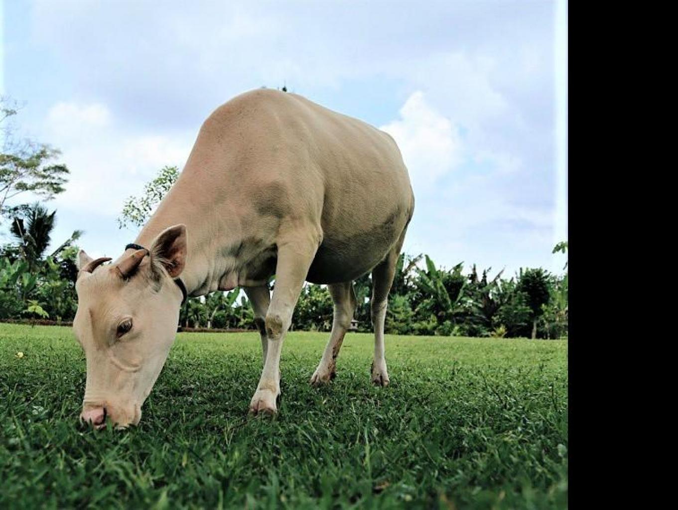 Konservasi Lembu Putih Taro