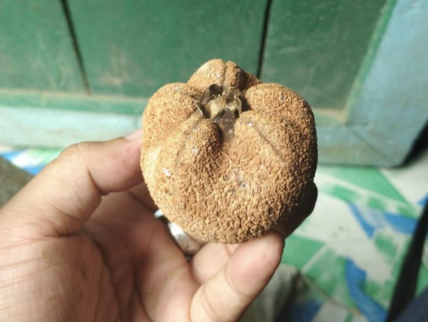 Wisata Kuliner Buah Keruing