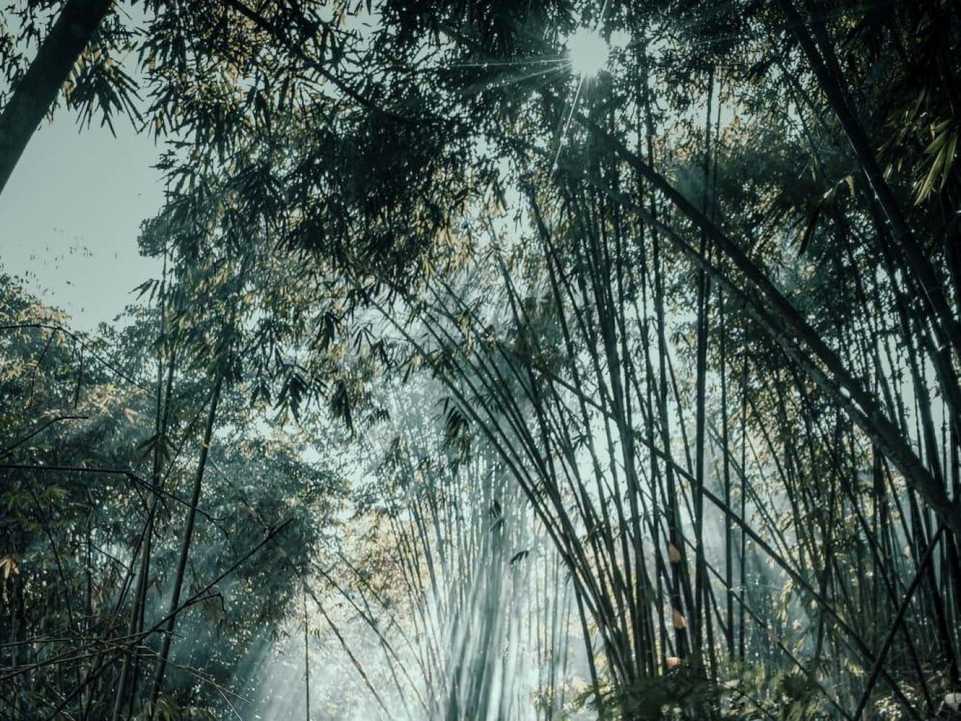 Wisata Kebun Bambu