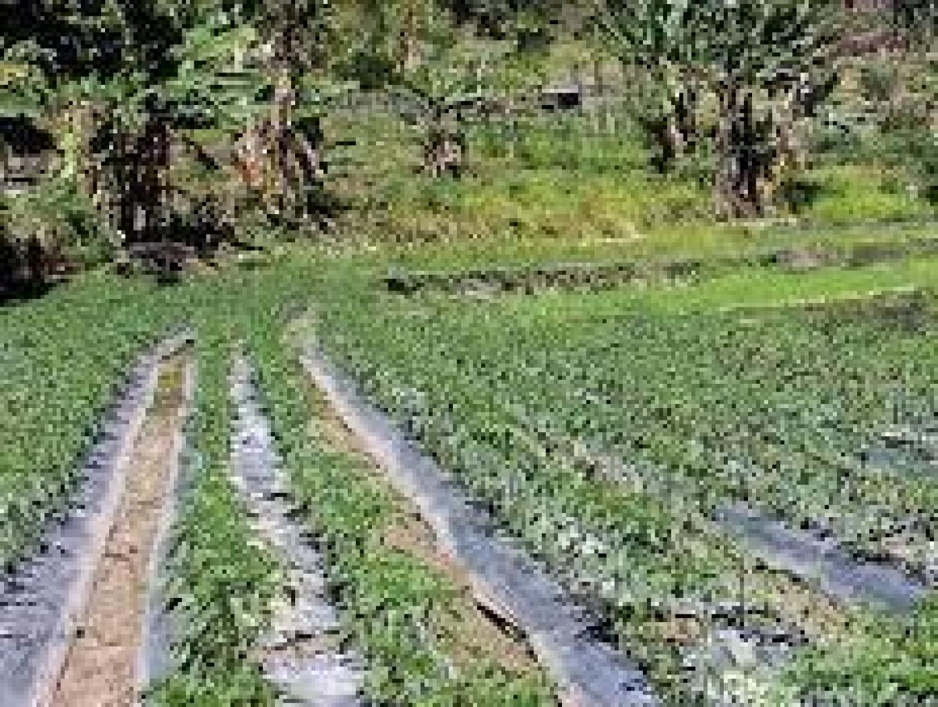 Agrowisata Stowbery