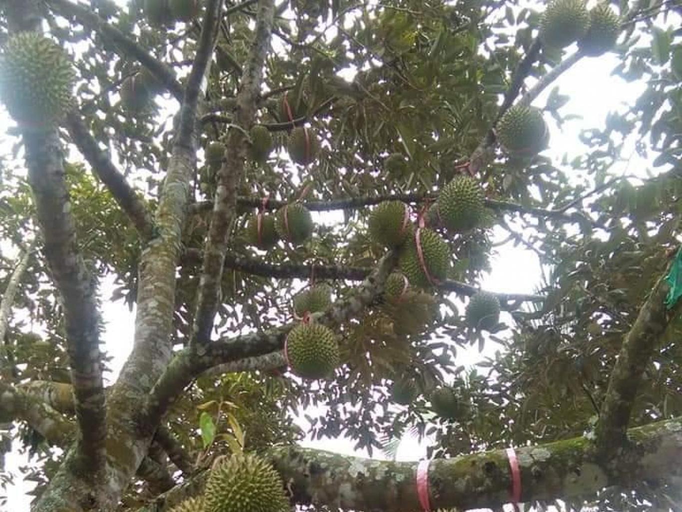 Kebun Buah Dan Pusat Edukasi Vegetatif Buatan
