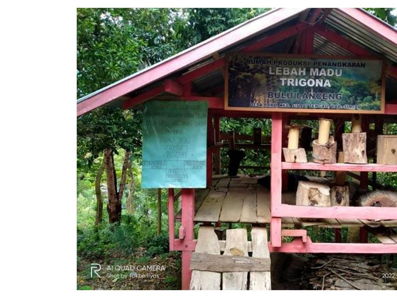 Lebah Madu Trigona