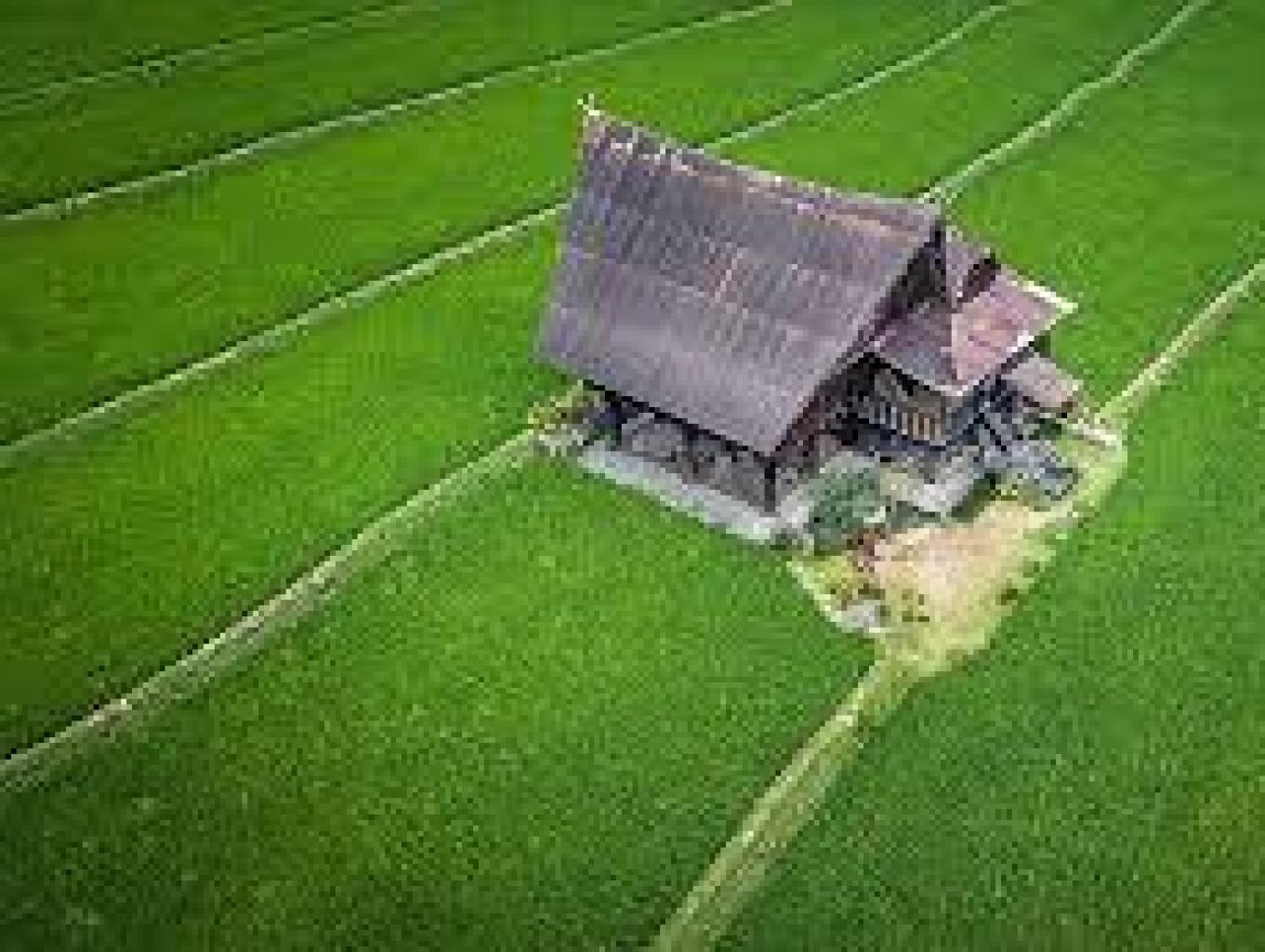 Agrowisata Padang Sirih Penjalang