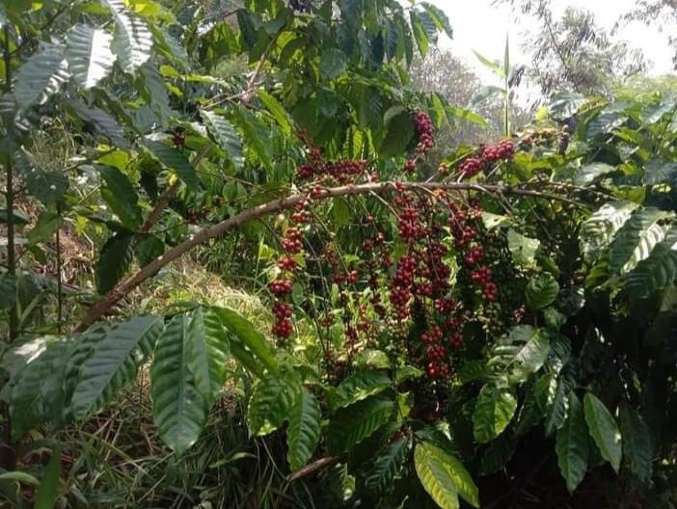 Kegiatan Petik Kopi Dan Minum Kopi Asli