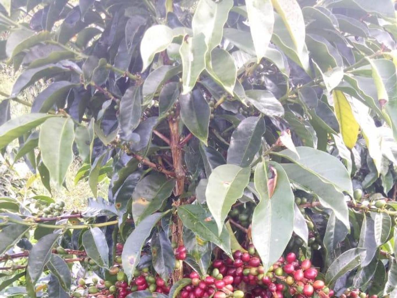 Kebun Kopi Asli Sidikalang
