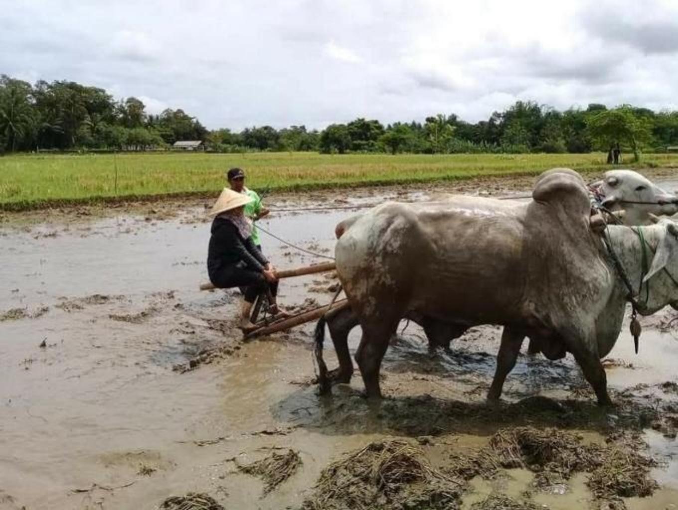 Paket Membajak Sawah