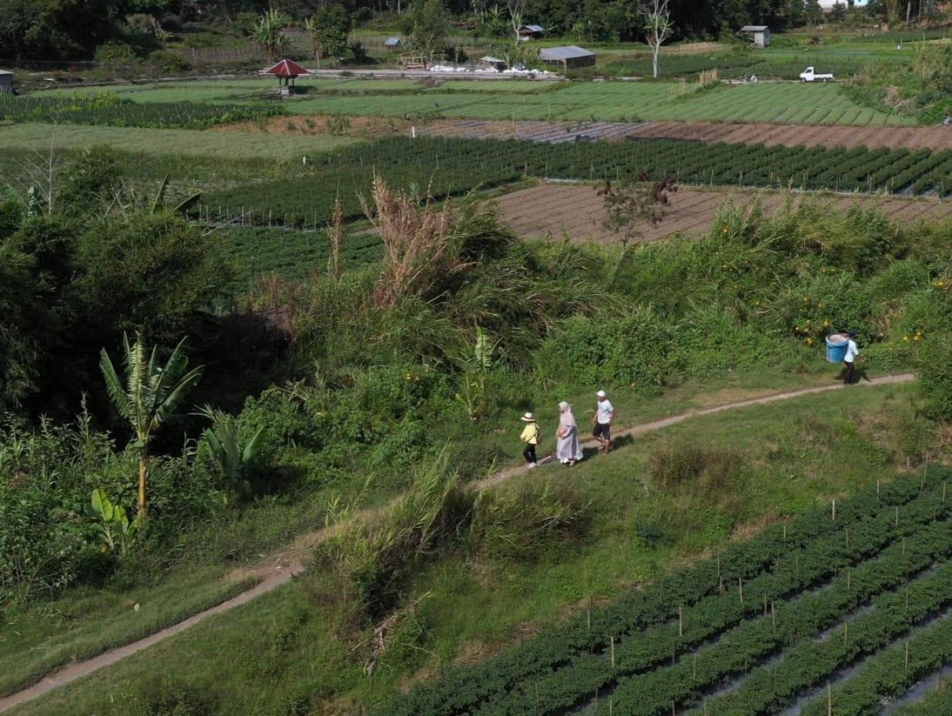 Panorama Walk Sawah Tukak