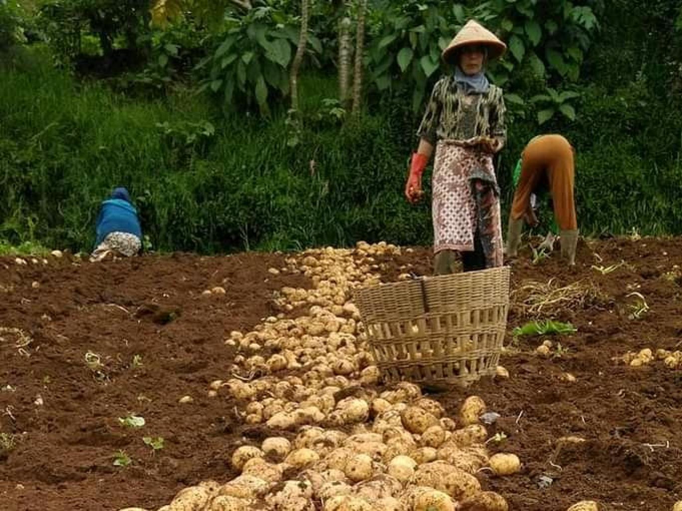 Panen Kentang