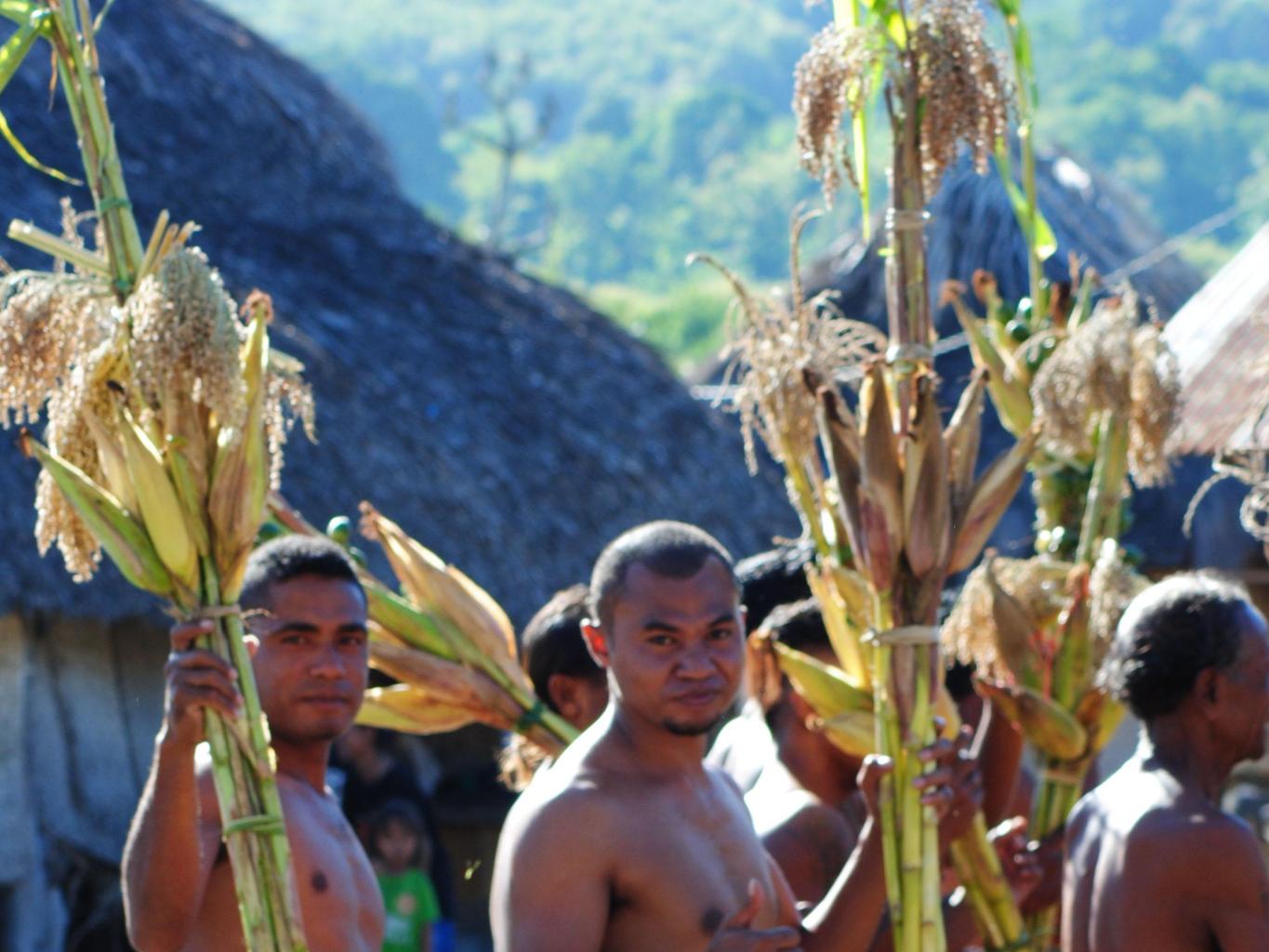 Hatama Batar Fohon (menghantar Hasil Panen Jagung) Prosesi Awal Hajatan Tebe Bei Mau Sali