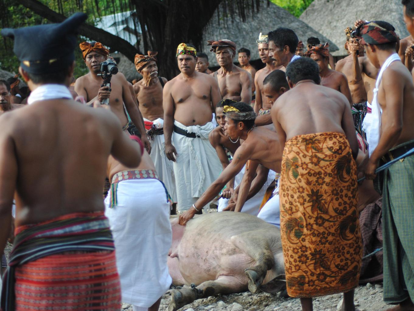 Pembantaian Kurban Hajatan Tebe Bei Mau