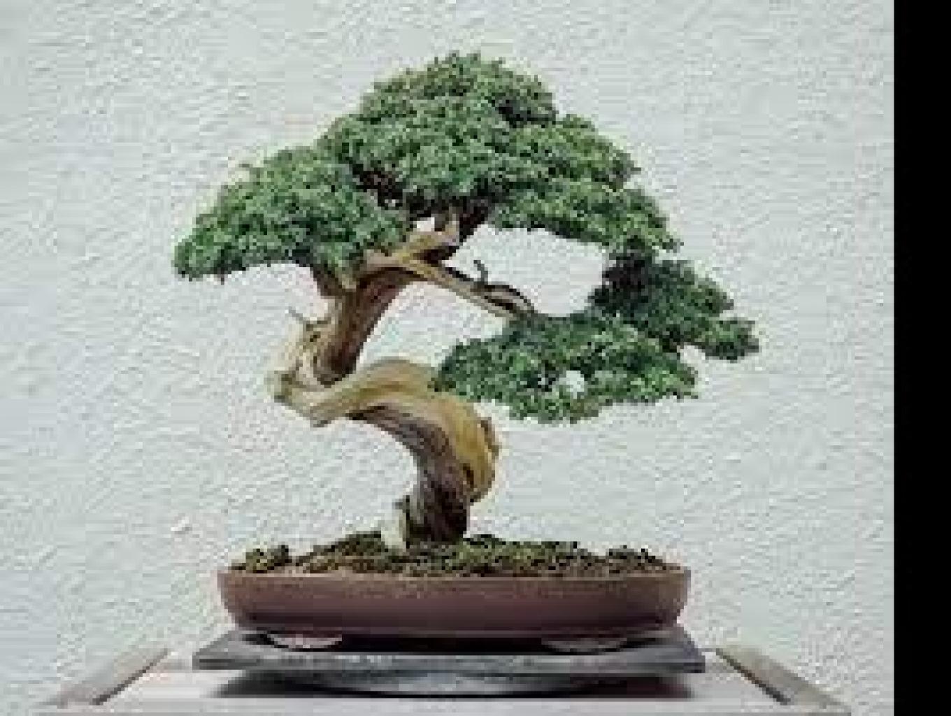 Budidaya Bonsai