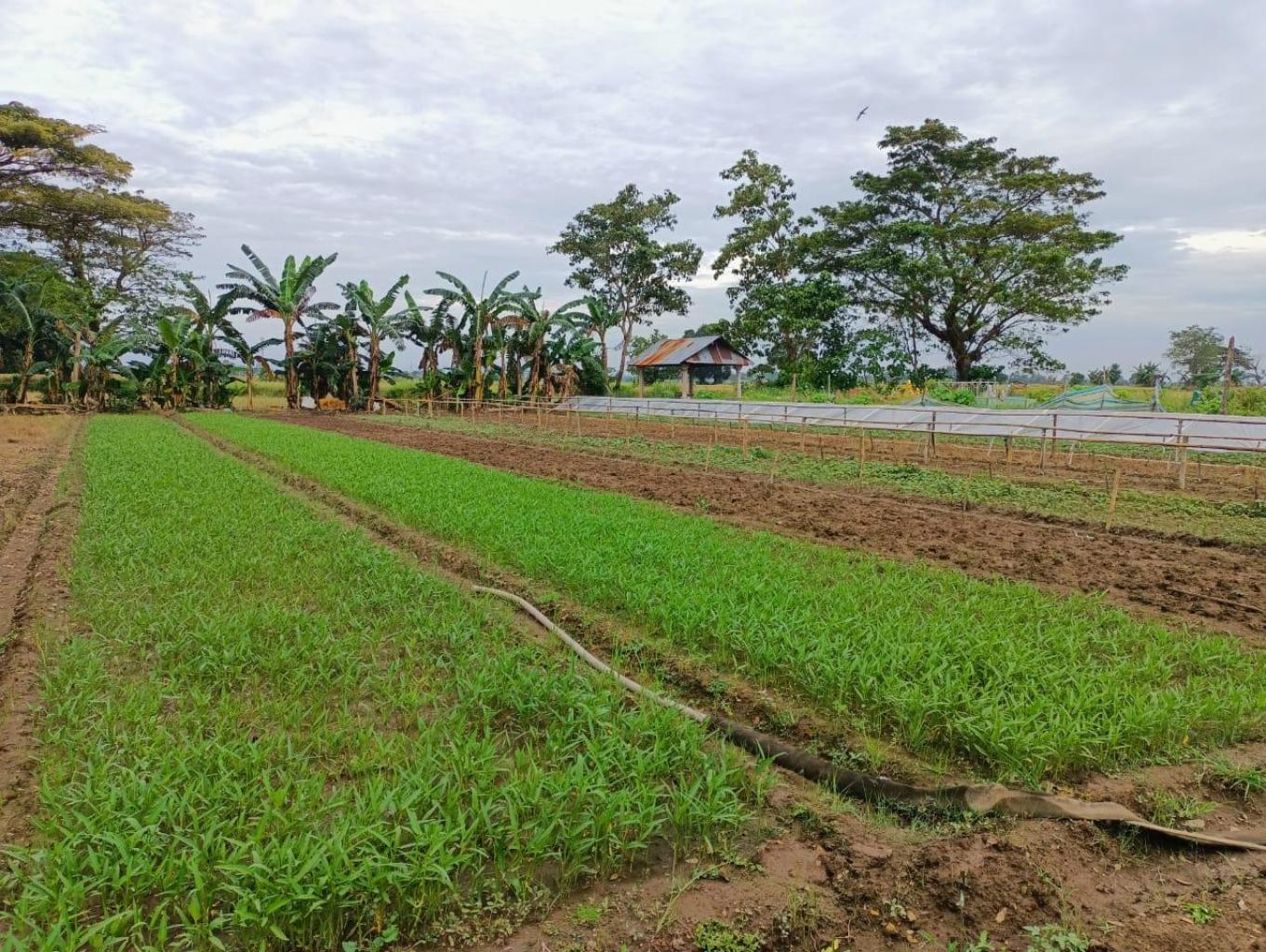 Ekowisata Petik Buah/sayur Organik