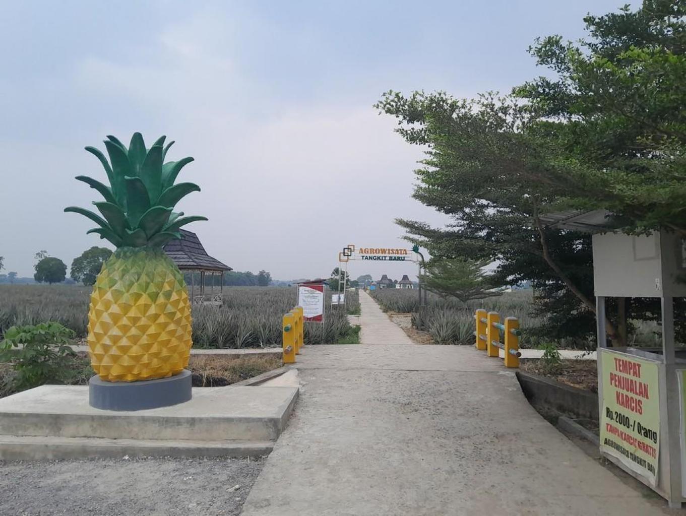 Agrowisata Nanas