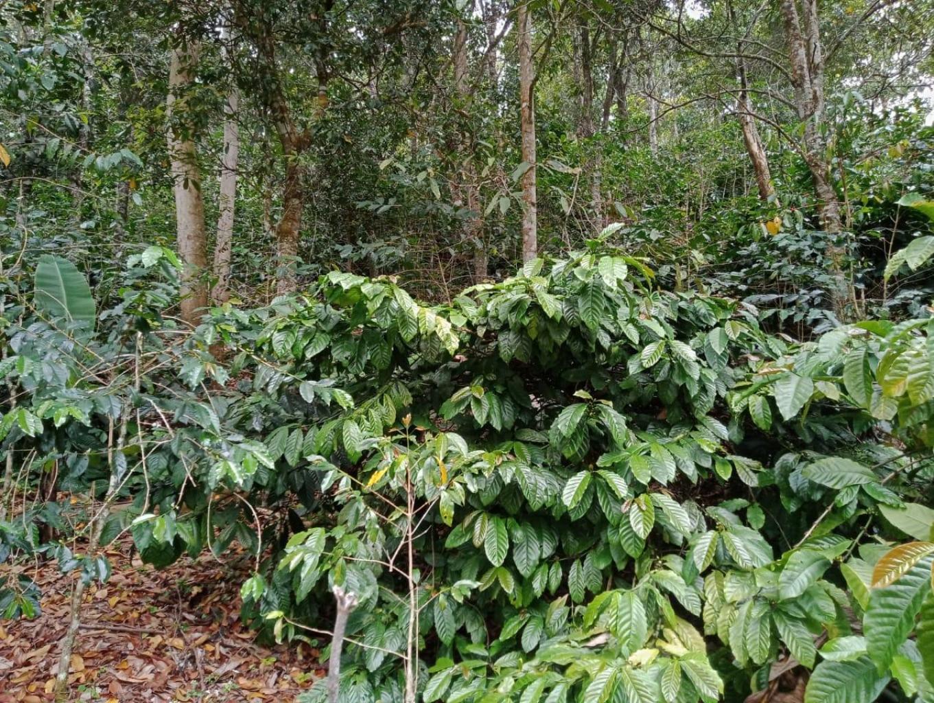 Eduwisata Tanaman Kopi Arabica Dan Robusta