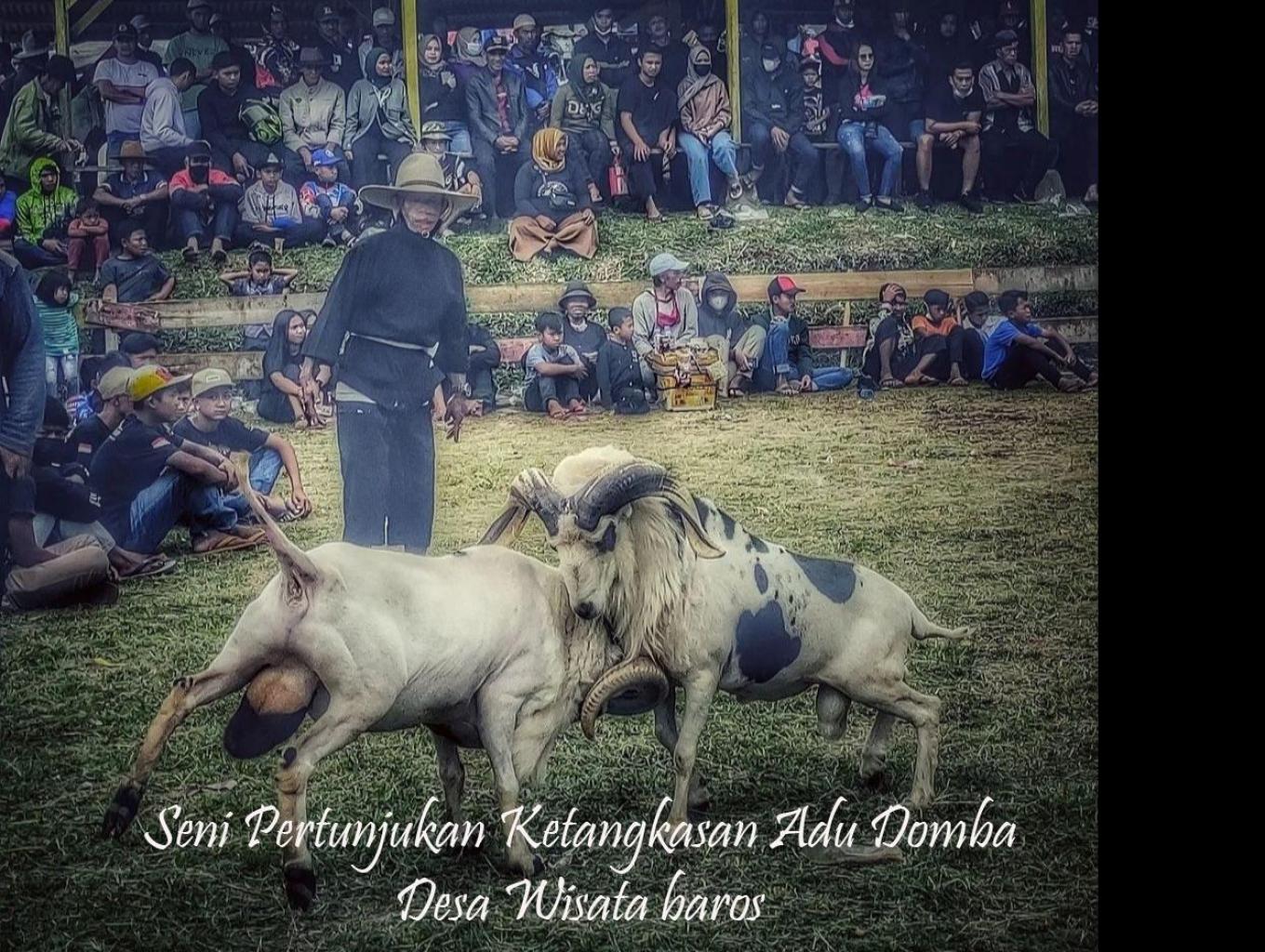 Pertunjukan Ketangkasan Adu Domba
