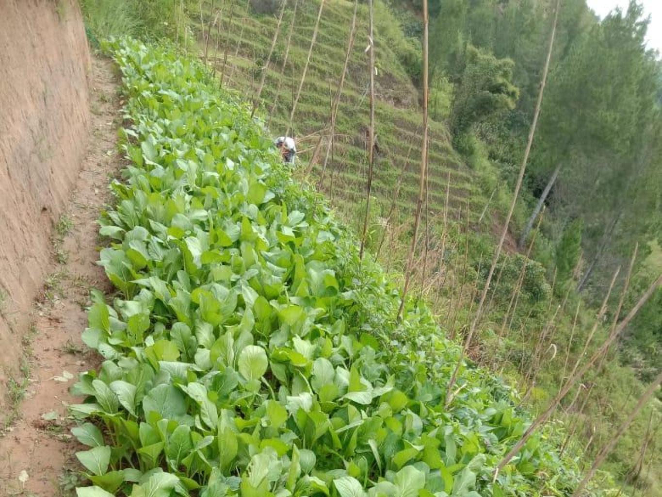 Sayur-sayuran