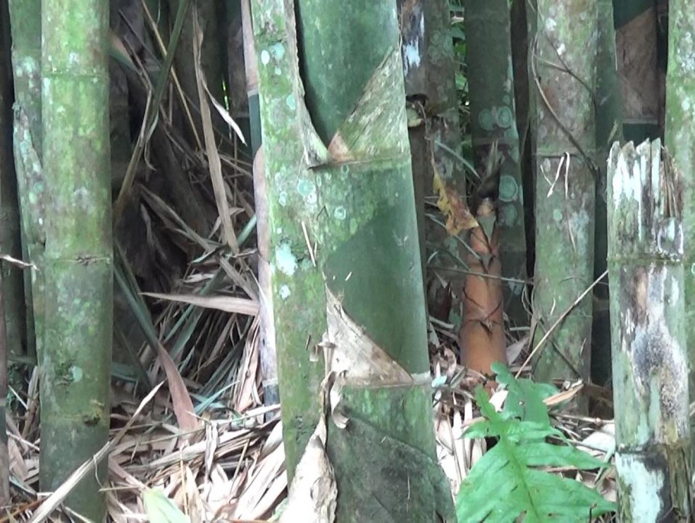 Cari Rebung Bambu