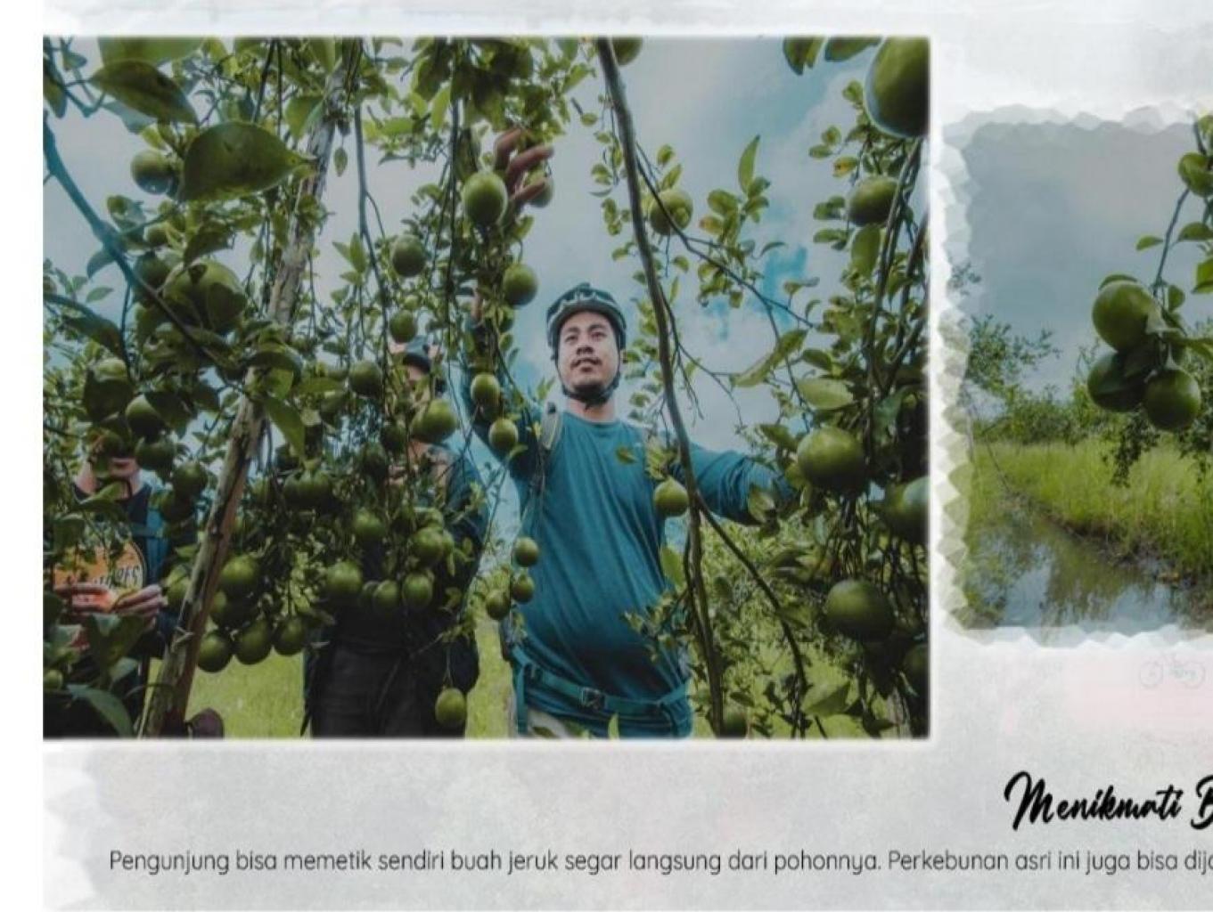 Agrowisata Jeruk