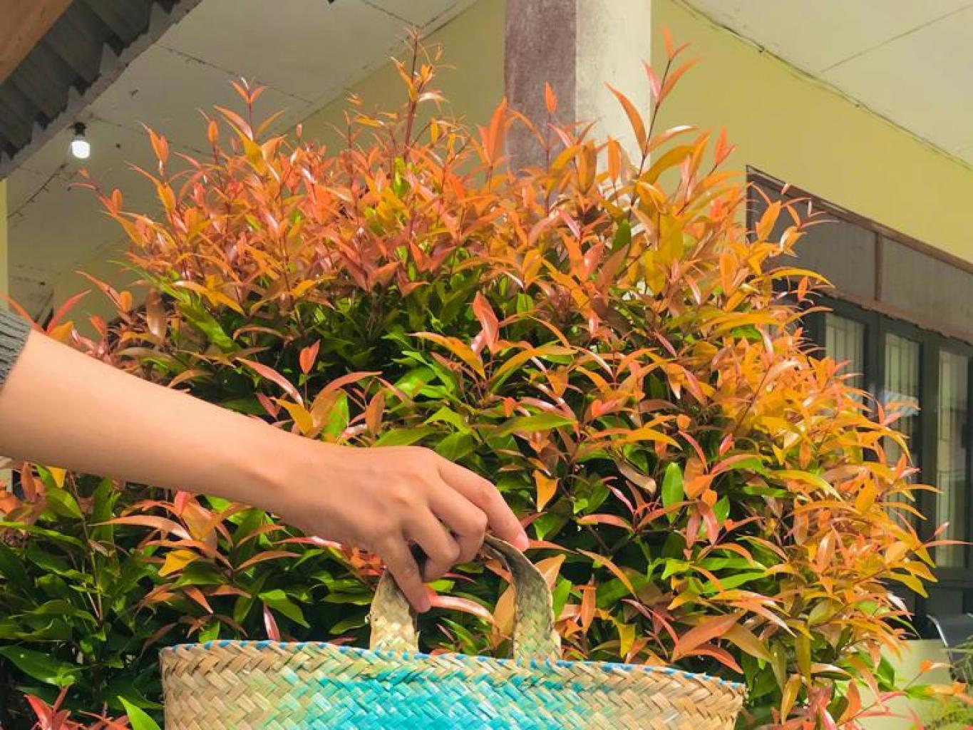 Tas Purun