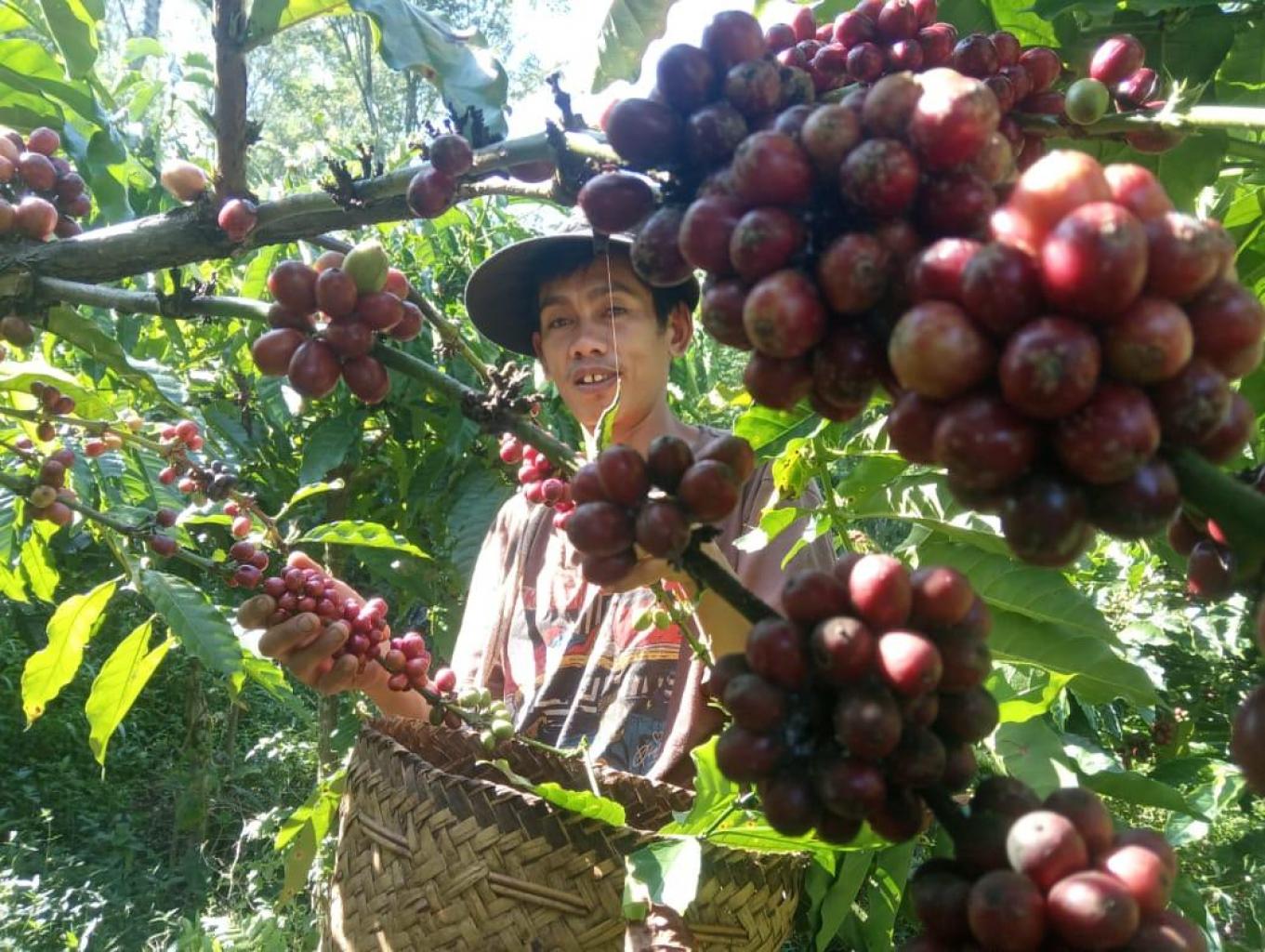 Petik Kopi