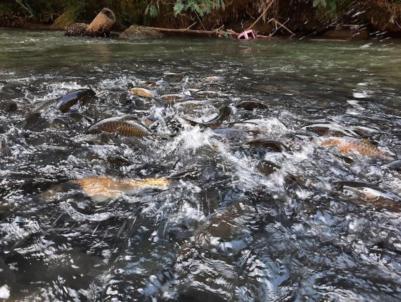 Ikan Banyak