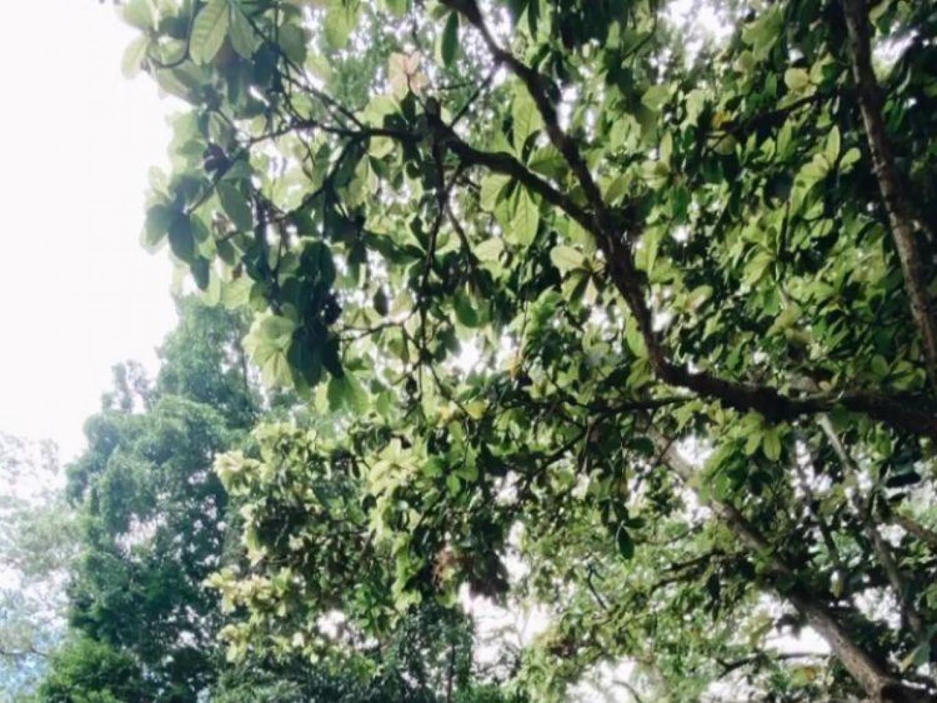Pesta Ada Tahunan
