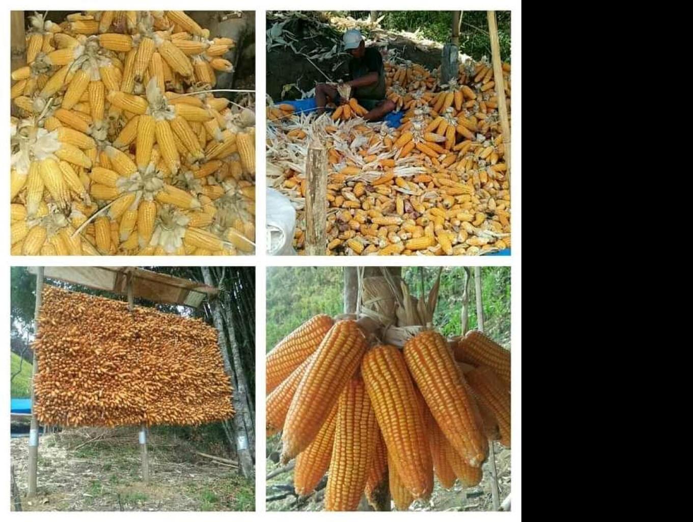 Jagung