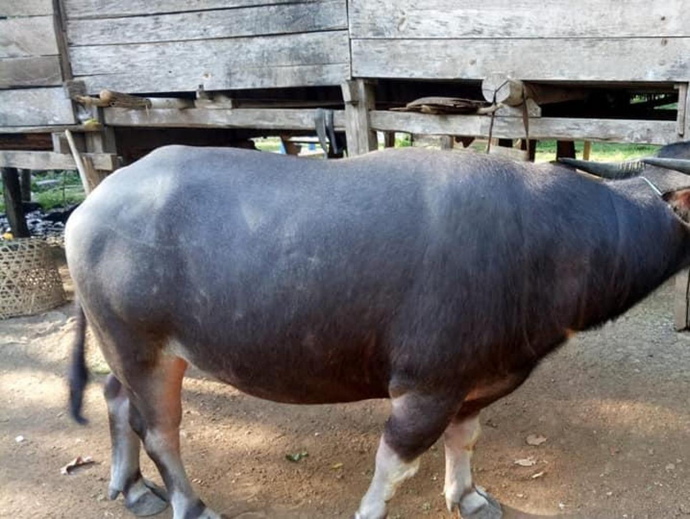 Ma'rinding Tedong
