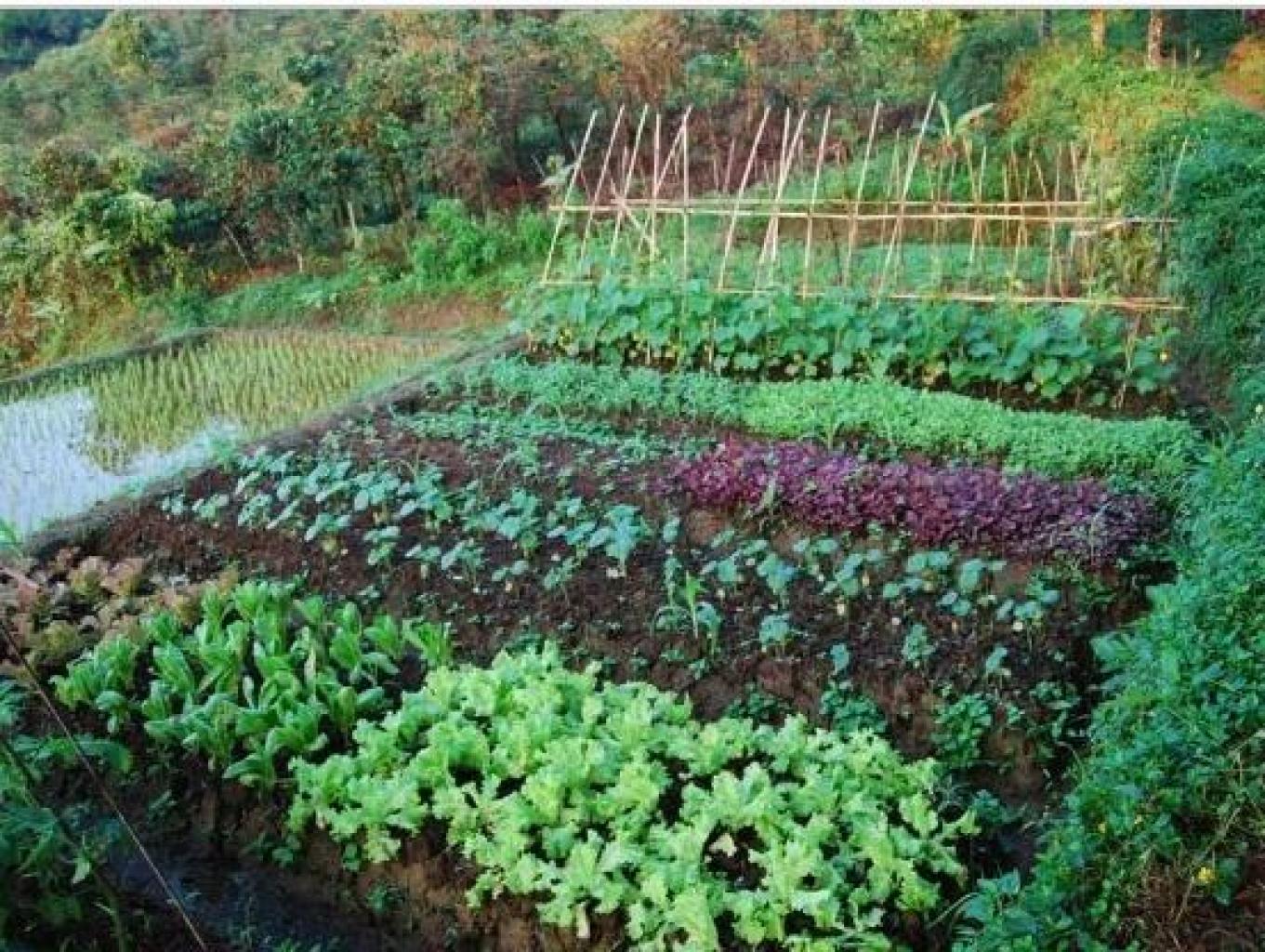 Agrowisata Kebun Sayur Organik