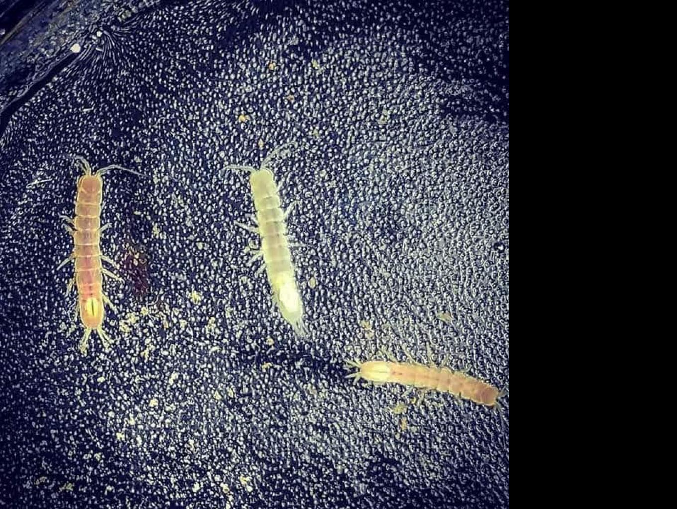 Udang Purba ( Stenacellus Javanicus).