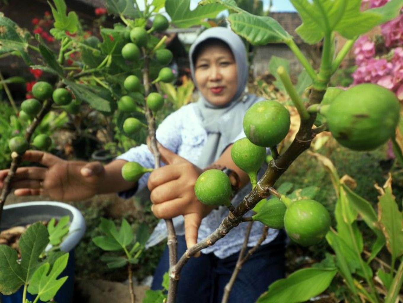 Edukasi Tanaman Buah Tin
