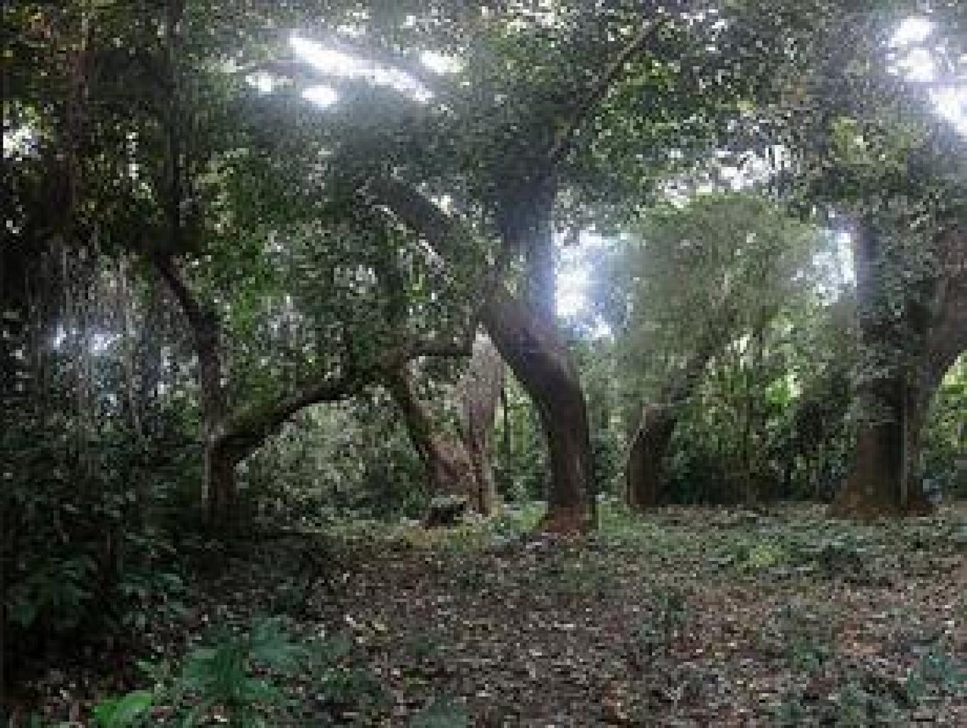 Hutan Adat Wonosadi