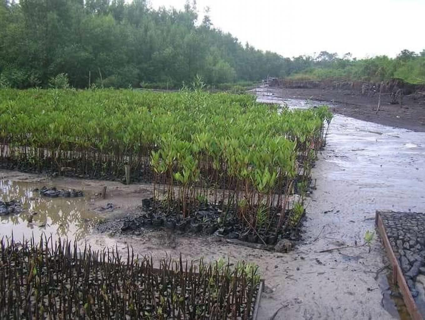 Pembibitan Mangrove