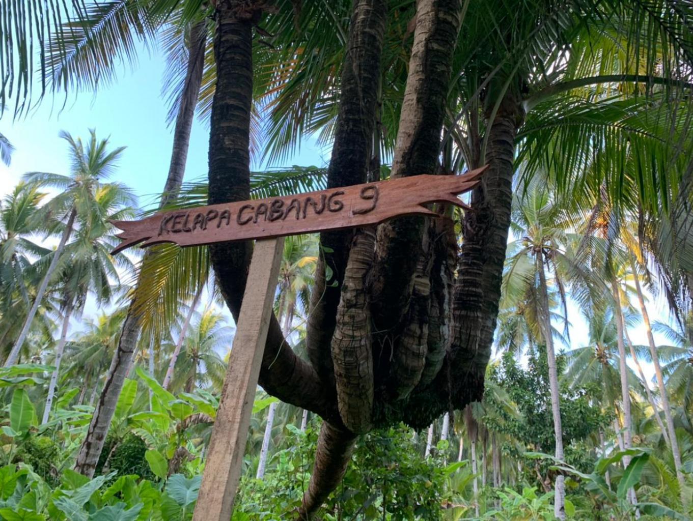 Pohon Kelapa Bercabang Sembilan