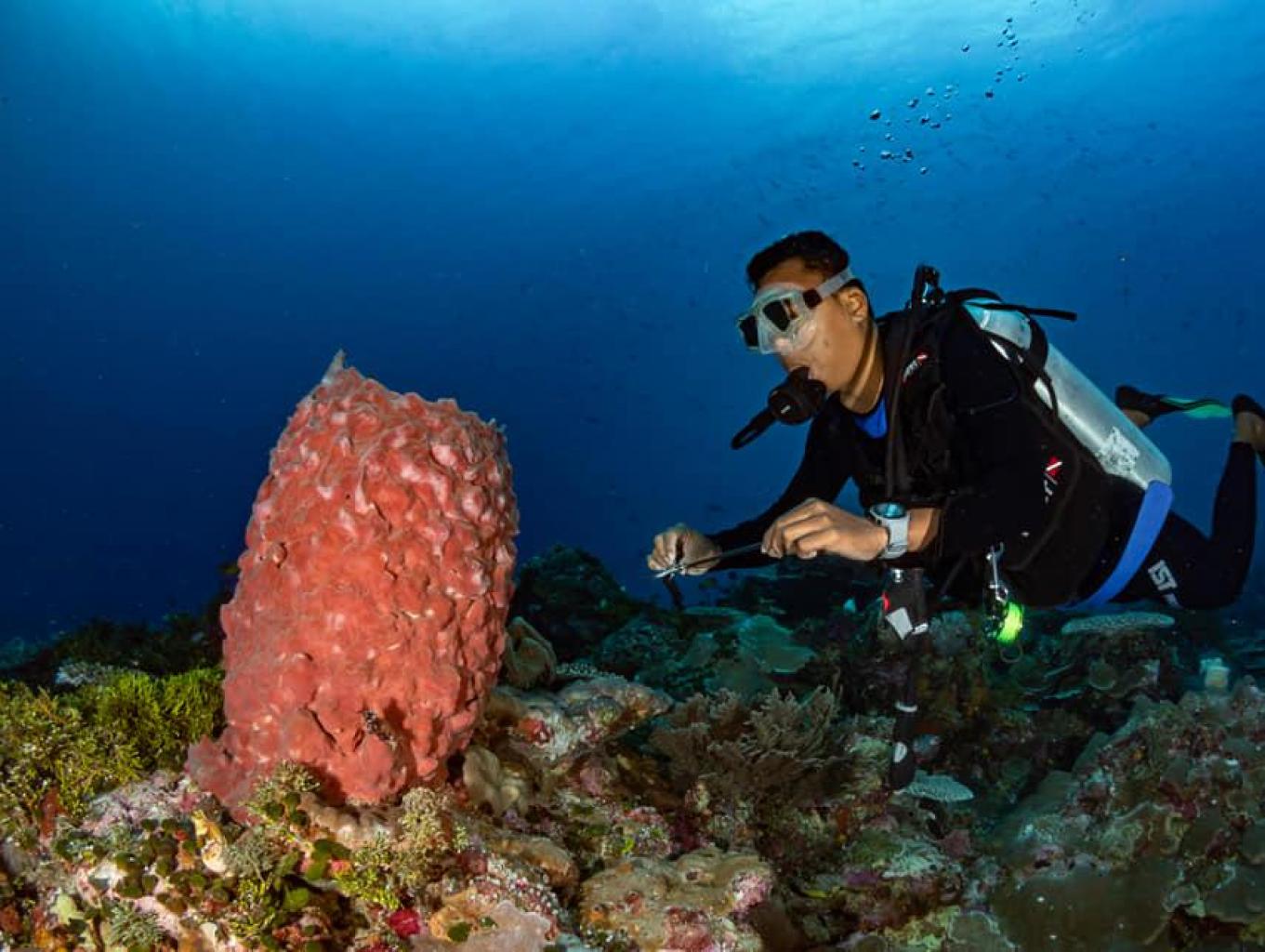 Diving/snorkling