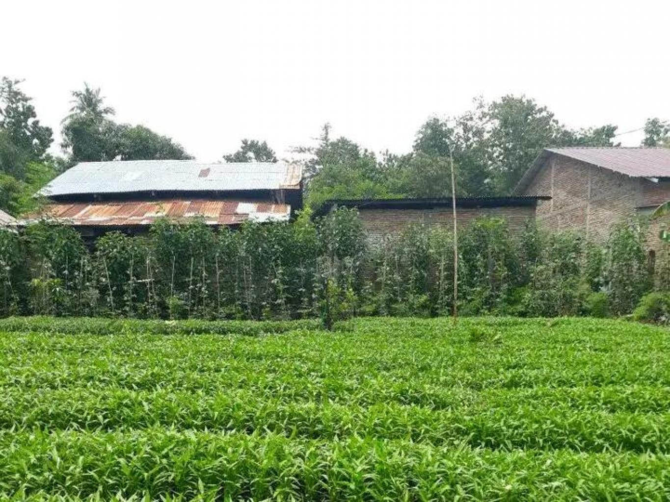 Sayur Kangkung