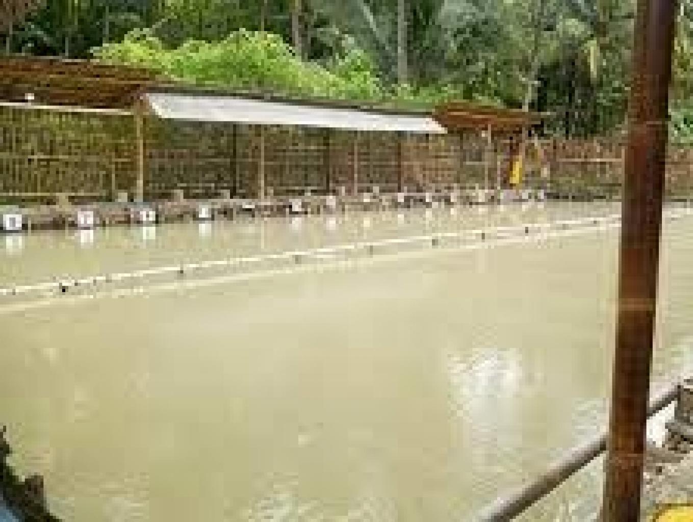 Atraksi Mancing Ikan Air Tawar